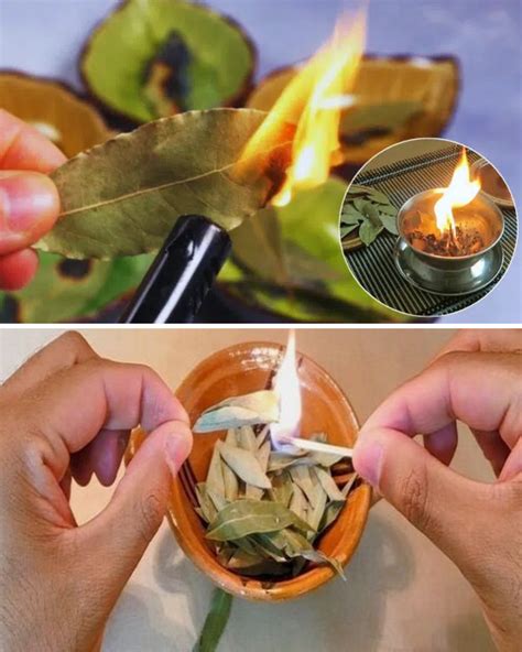 This Is What Happens If You Burn a Bay Leaf in Your Home | Bay leaf ...