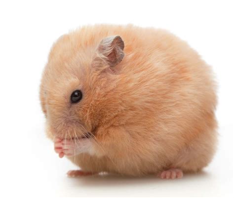 Fancy Bear Hamster Two Sleeping Teddy Bear Hamster On Stock Photo