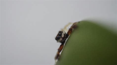 Small+Puffy+Breasts Photos, Download The BEST Free Small+Puffy+Breasts ...