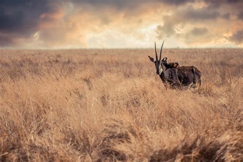 Free Images : composites, wildlife photography, nature, antelope, grass ...