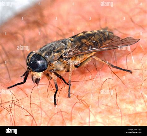 Fly bite horse hi-res stock photography and images - Alamy