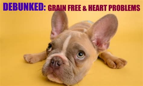 Best weight loss dog foods – Pet Food Reviews (Australia)