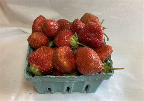 The Best Way to Store Your Freshly Picked Strawberries. - Abers Acres