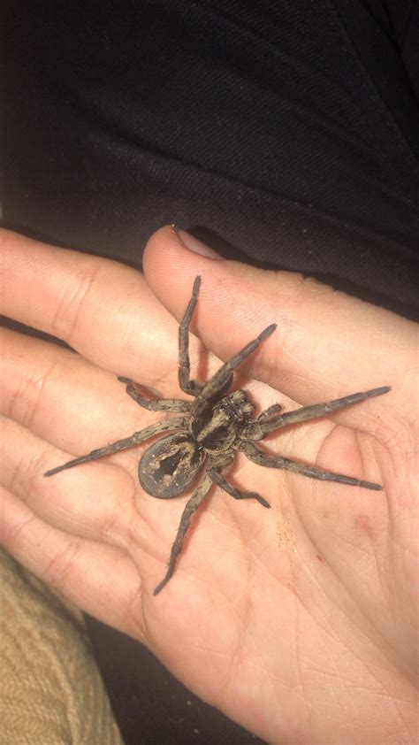 Spider lovers – Artofit