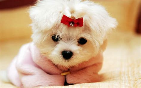 Cute Dog Backgrounds (52+ images)