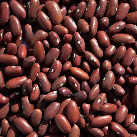 Dark Red And Light Kidney Beans at Denise Sanchez blog