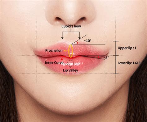 Medical Term Lip at Maria Fernandez blog