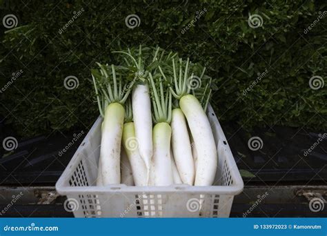 Farmer Harvest and Cleaning Daikon Japanese Radishes in the Fa Stock ...