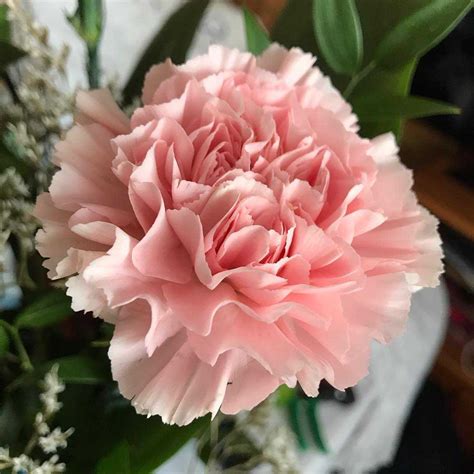 Carnation Flower Meaning Color at Eleanor Noel blog