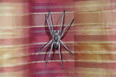 Types Of Brown Spiders In Oklahoma at Erin Patteson blog