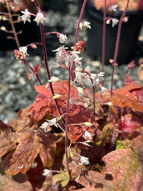 Heucherella 'Sweet Tea' / FOAMY BELLS — Franks Perennial Border