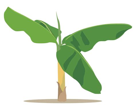 Mata De Platano Dibujo