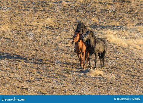 Wild Horses Mating stock photo. Image of mating, horse - 106050798