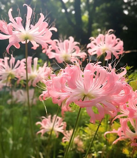 Spider Lily Bulbs PINK-10 PCS ( RECOMMEND ) | Pretty flowers pictures ...
