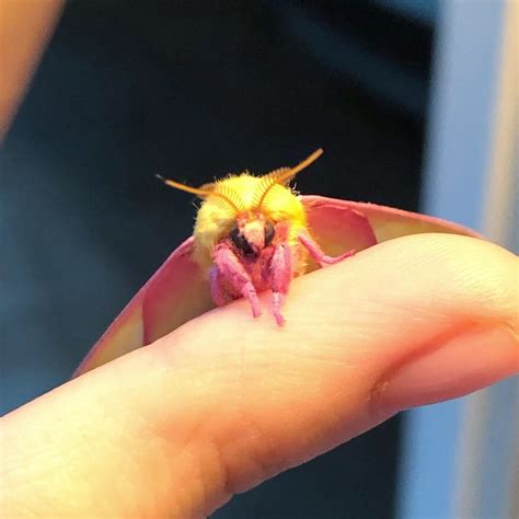 Rosy Maple Moth from NJ-23 S, Newfoundland, NJ, US on July 31, 2019 at 09:01 PM by Natalie ...