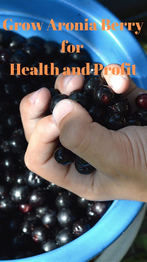 Health benefits of aronia berries blog at – Artofit