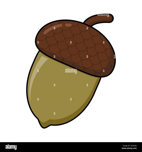 Acorn Cartoon