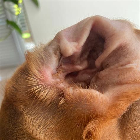 Fungal infection in the skin and ears - Nala Health