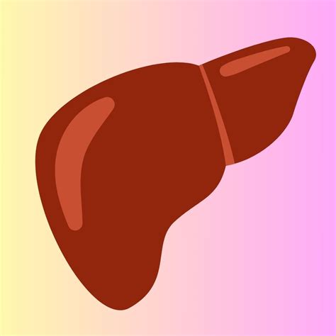 ¿Cuál es la Función del Hígado? Explicado para Niños