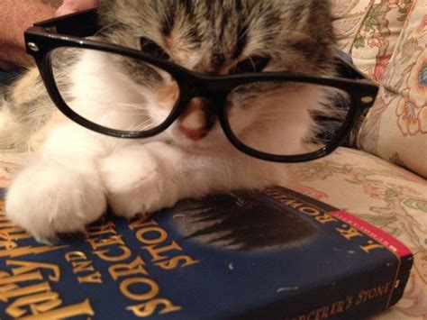 Adorable Cat Wearing Glasses