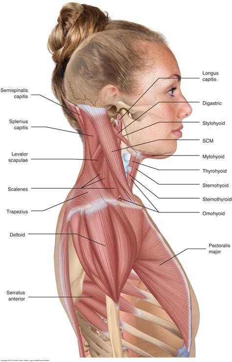 Neck And Shoulder Muscles