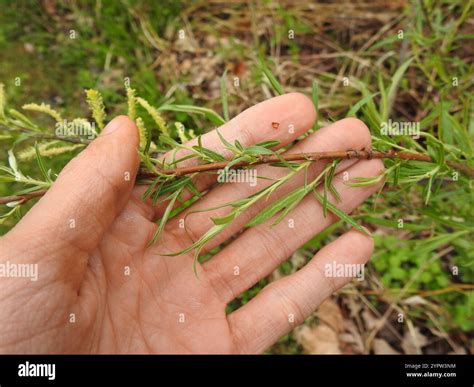 interior sandbar willow (Salix interior Stock Photo - Alamy