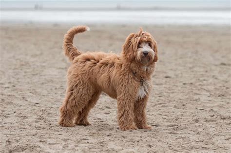 Full Grown Labradoodle