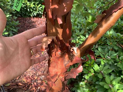 Buy Acer griseum - Paperbark Maple — Mr Maple │ Buy Japanese Maple Trees