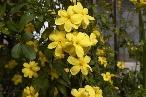 Jasmine Bush Plant