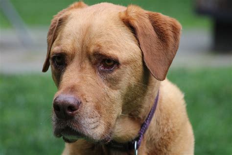 Daphne, Mixed Breed Mastiff - Healing Paws Veterinary Center