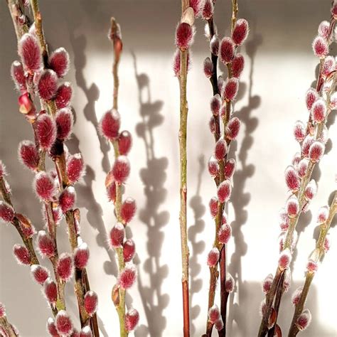Pink Pussy Willow Fresh Cut Stems By The Danes