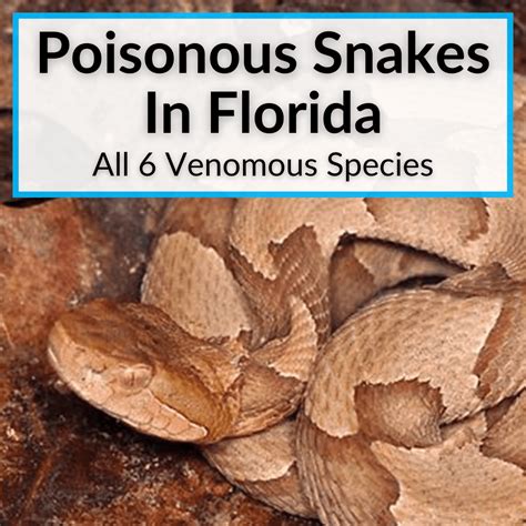 Poisonous Snakes In Florida (All 6 Venomous Species)