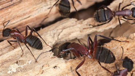 Identifying, Preventing, and Eliminating Carpenter Ants