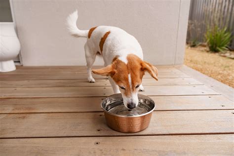 How Do You Treat A Dehydrated Dog
