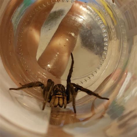 Caught a big wolf spider female to help with our cockroach problem, but ...