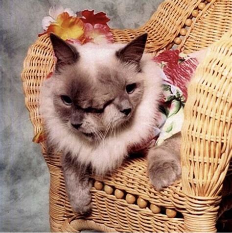 Cursed cat(s?) : r/Cursed_Images