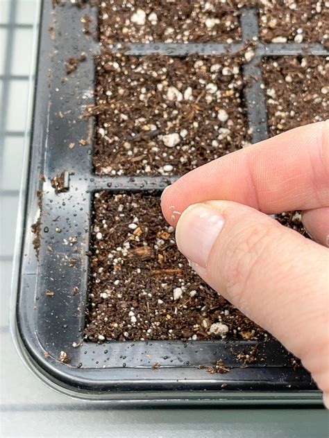 How to Grow Yarrow from Seed - growhappierplants.com