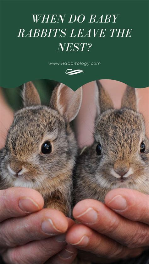 Young rabbit – Artofit