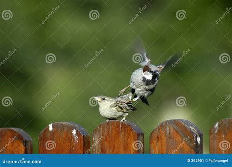 Birds having sex stock image. Image of momment, feathered - 392901