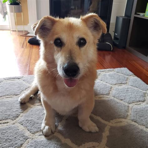 Corgi Lab Mix - The Most Loyal Crossbreed, Or A Bad Choice?