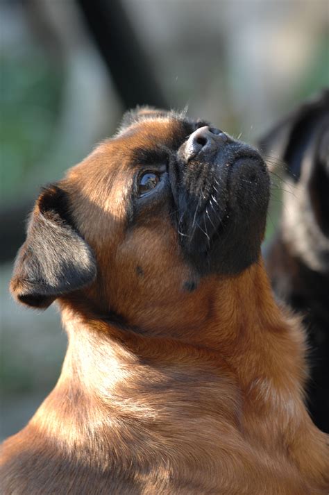 Floris, our Petit Brabancon Born 2006 | Griffon dog, Brussels griffon ...