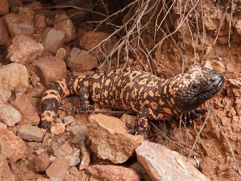 Gila Monster Venom Gland
