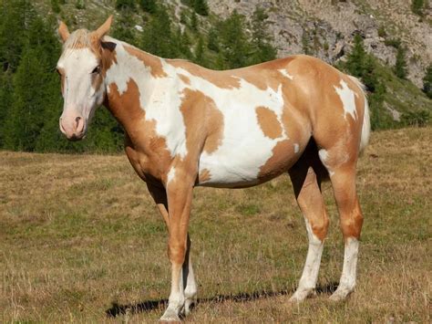 Palomino Pinto Horse