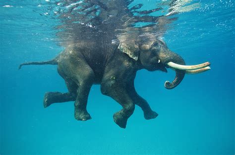 nature, Animals, Elephants, Water, Underwater, Swimming, Blue ...