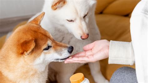 Can Antibiotics For Dogs Make Them Tired