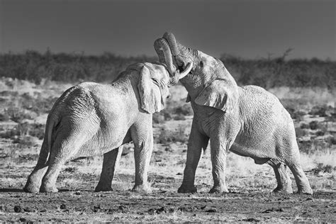 African Elephant Bulls Fight • Black & White Wildlife Fine Art Print