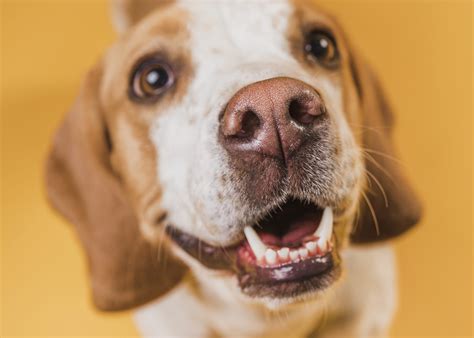 Why Does My Beagle’s Breath Smell Like Metal? – Modern Beagle