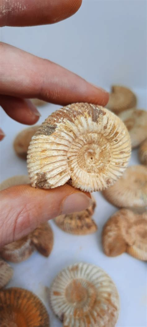 Real Helix Fossil