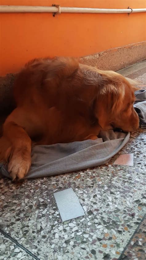 Am I naughty 😂 #youtubeshorts #goldenritriever #doglover - YouTube