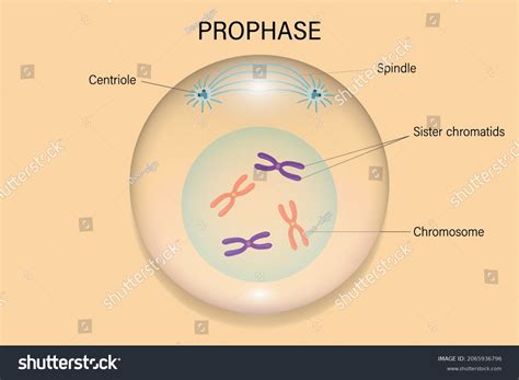 Mitosis Prophase